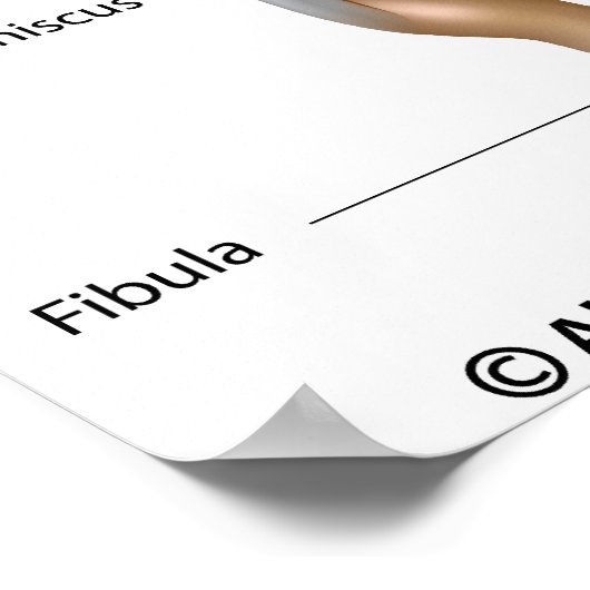 Een gengewrichtsanatomie met het opschrift diagram poster (Hoek)