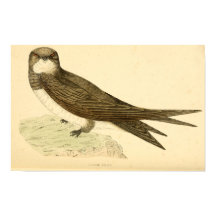 Een geschiedenis van Britse vogels 1863 ALPINE SWI