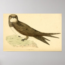 Een geschiedenis van Britse vogels 1863 ALPINE SWI Poster