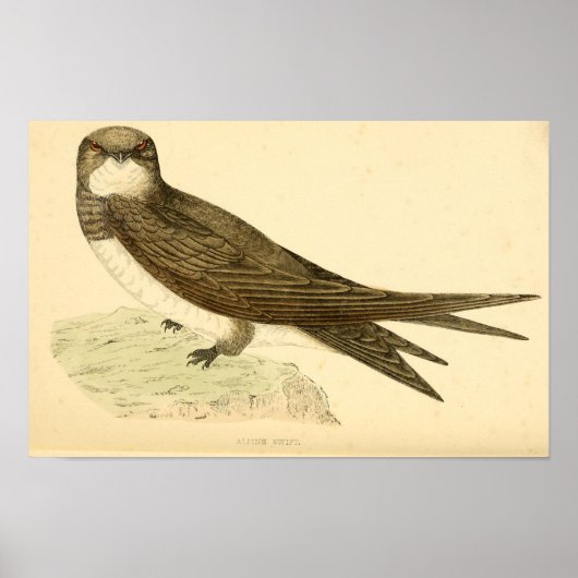 Een geschiedenis van Britse vogels 1863 ALPINE SWI Poster (Voorkant)
