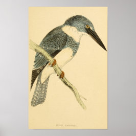 Een geschiedenis van Britse vogels 1863 BELTED-KIN Poster
