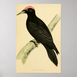 Een geschiedenis van de Britse vogels 1863 BLACK W Poster
