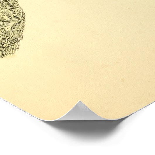 Een geschiedenis van de Britse vogels 1863 CREEPER Poster (Hoek)