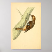 Een geschiedenis van de Britse vogels 1863 CREEPER Poster (Voorkant)