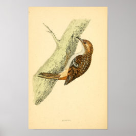 Een geschiedenis van de Britse vogels 1863 CREEPER Poster