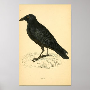 Een geschiedenis van de Britse vogels 1863 CROW Poster