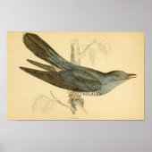 Een geschiedenis van de Britse vogels 1863 CUCKOO Poster (Voorkant)