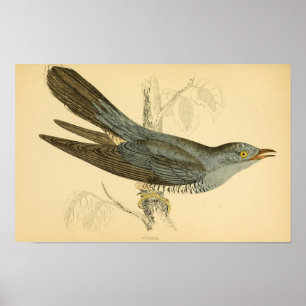 Een geschiedenis van de Britse vogels 1863 CUCKOO Poster