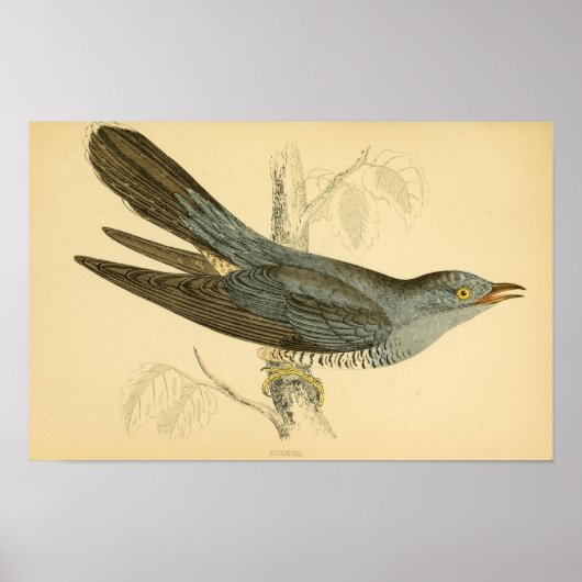 Een geschiedenis van de Britse vogels 1863 CUCKOO Poster (Voorkant)