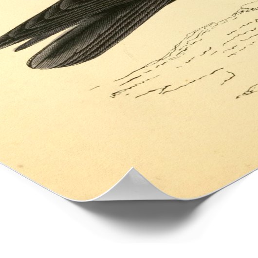 Een geschiedenis van de Britse vogels 1863 HOESTEN Poster (Hoek)