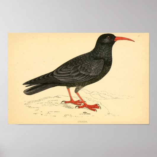 Een geschiedenis van de Britse vogels 1863 HOESTEN Poster (Voorkant)