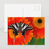 Een gestreepte Vlinder Swallowtail Briefkaart (Voorkant / Achterkant)