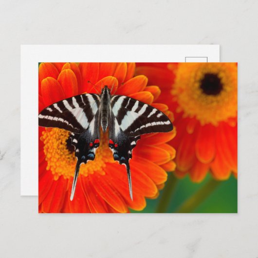 Een gestreepte Vlinder Swallowtail Briefkaart (Voorkant / Achterkant)