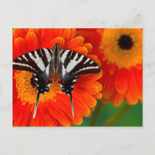 Een gestreepte Vlinder Swallowtail Briefkaart