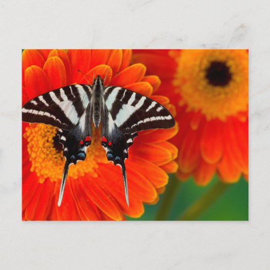Een gestreepte Vlinder Swallowtail Briefkaart (Voorkant)