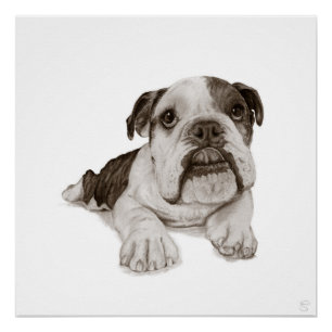 Een gestroomde Bulldog Puppy tekening Perfect Poster