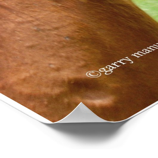 Een geweldig Poster met paarden (Hoek)