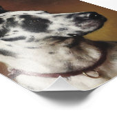 Een geweldige daanfoto foto afdruk (Hoek)