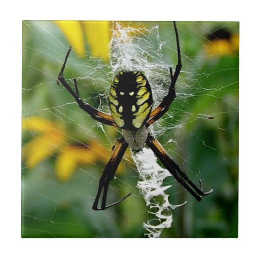 Een Geweldige Foto Orb Spider op internet Tegeltje (Voorkant)