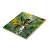 Een Geweldige Foto Orb Spider op internet Tegeltje (Zijkant)
