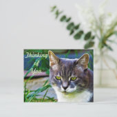 Een geweldige kat. briefkaart (Staand voorkant)