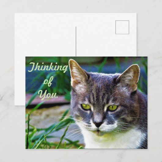 Een geweldige kat. briefkaart (Voorkant / Achterkant)