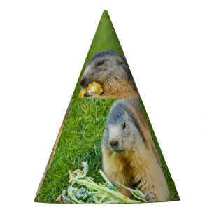 een gezellige marmot met een feestmuts feesthoedjes