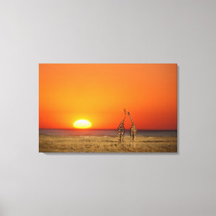 Een giraffe stel loopt de zonsondergang tegemoet,  canvas afdruk