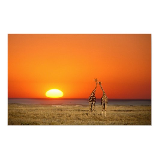 Een giraffe stel loopt de zonsondergang tegemoet, foto afdruk (Voorkant)