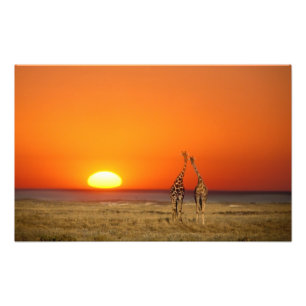 Een giraffe stel loopt de zonsondergang tegemoet, foto afdruk