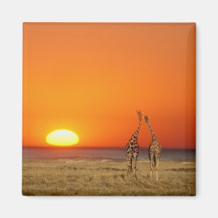 Een giraffenpaar loopt naar de zonsondergang, in magneet