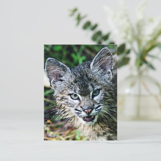 Een glimlachende Bobcat Kitten Briefkaart (Staand voorkant)