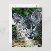 Een glimlachende Bobcat Kitten Briefkaart (Voorkant / Achterkant)