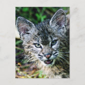 Een glimlachende Bobcat Kitten Briefkaart (Voorkant)