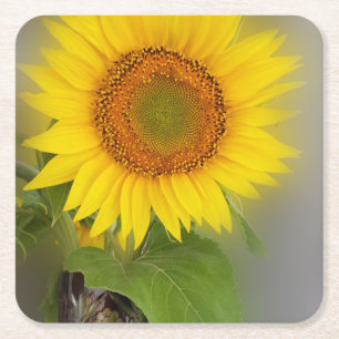 een gloeiende zonnebloem kartonnen onderzetters