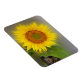 een gloeiende zonnebloem magneet (Rechterzijde)
