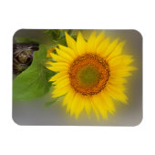 een gloeiende zonnebloem magneet (Horizontaal)