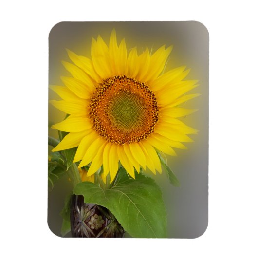 een gloeiende zonnebloem magneet (Verticaal)
