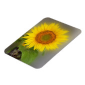 een gloeiende zonnebloem magneet (Linkerzijde)