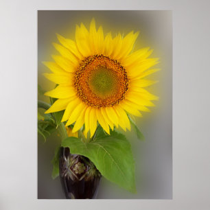een gloeiende zonnebloem poster