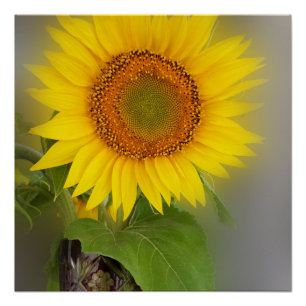 een gloeiende zonnebloem poster