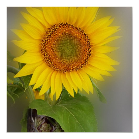 een gloeiende zonnebloem poster (Voorkant)