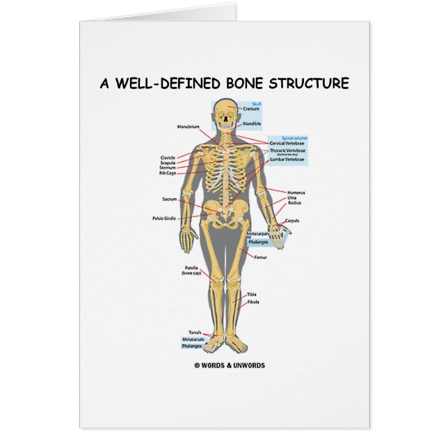 Een goed gedefinieerde botstructuur (menselijk ske (Voorkant)