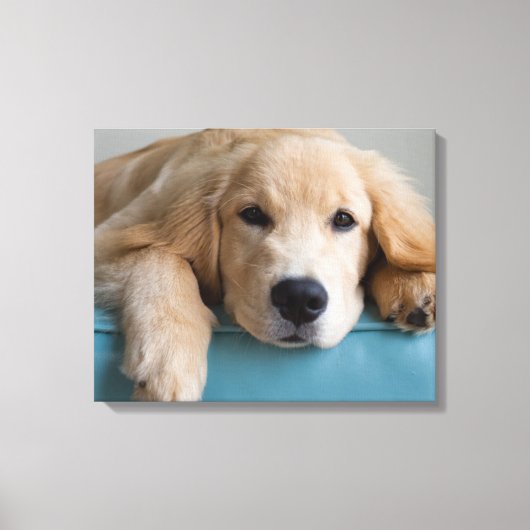 Een Golden Retriever Puppy Canvas Afdruk (Voorkant)