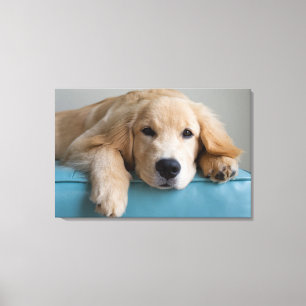 Een Golden Retriever Puppy Canvas Afdruk