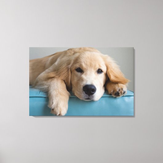 Een Golden Retriever Puppy Canvas Afdruk (Voorkant)