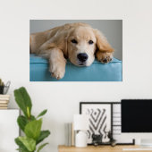 Een Golden Retriever Puppy Poster (Thuiskantoor)