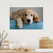 Een Golden Retriever Puppy Poster (Keuken)