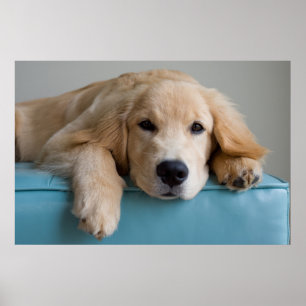 Een Golden Retriever Puppy Poster