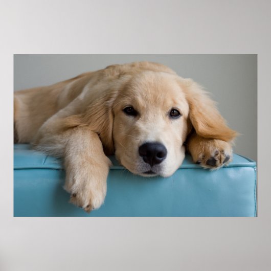 Een Golden Retriever Puppy Poster (Voorkant)